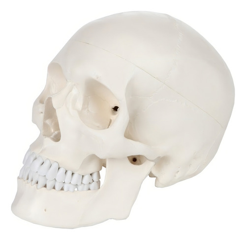 Modelo De Calavera 1:1 Cabeza Cráneo Humano Anatomía