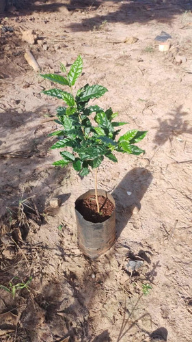 Imagem 2 de 5 de Muda De Cambuci 40cm + Brinde Entrega Rápida