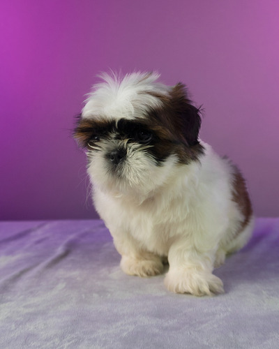 Hermosos Cachorros Shitzu Toy Excelente Eleccion