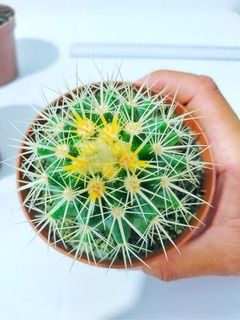 Cacto Cadeira De Sogra Cacto Echinocactus Grusonii | MercadoLivre 📦