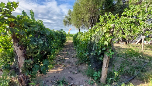 Imagen 12 de 14 de Campo De 100 Hectáreas En Venta - Villa De Soto