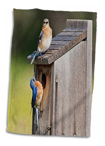 3d Rose Eastern Bluebird-texas Hill Country-usa-us44 Ldi0856