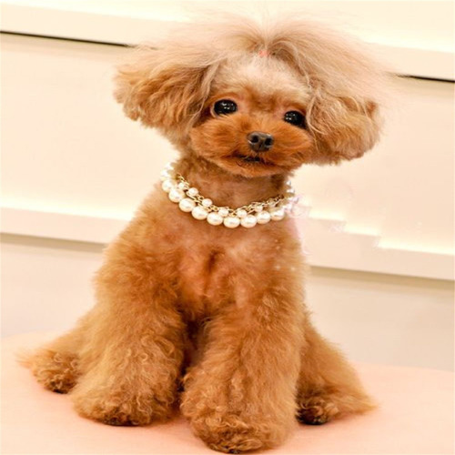 Collar De Perro Con Perlas En Forma De P Para Cachorros De R