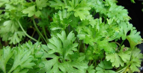 Semillas De Perejil Organicas Ideal Huerta