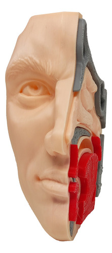 Anatomia Do Nariz Estudos Otorrino Garganta Concha Impress3d