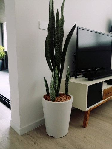 Maceta Minimalista De Plástico Gerbera Blanca Exterior O Int