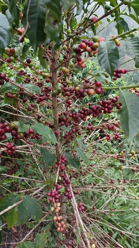 Venta De Finca Agropecuaria En La Martinica, Ibagué