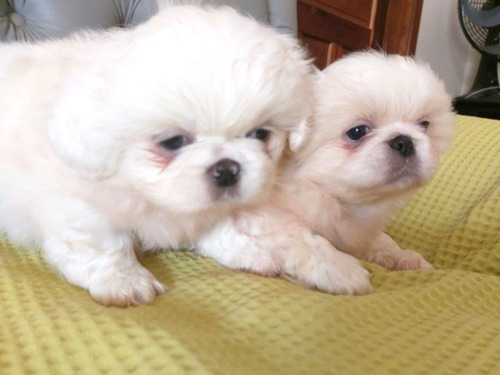 Imagen 2 de 2 de Lindos Pequines 250cada Cachorro