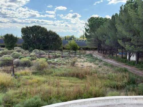 Finca Y Bodega En Venta En Rivadavia