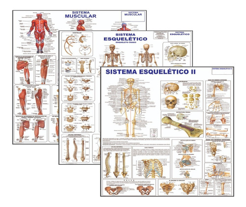 Kit 3 Mapas Sistema Muscular - Esquelético 1 - Esquelético 2