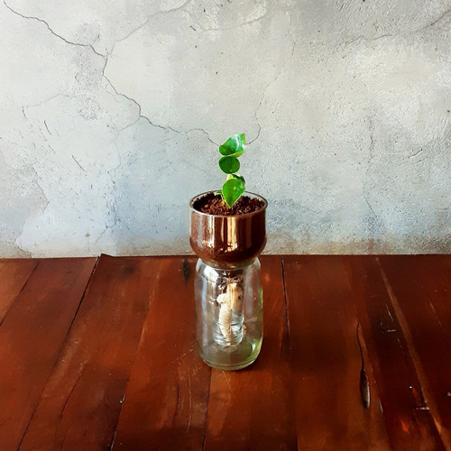 Imagen 9 de 10 de Cuchara Little Plant 15, Maceta Autorregante