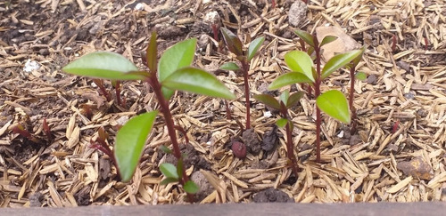 Semillas De Eugenia X 4 Kilos Para Jardineras Y Cercas Vivas