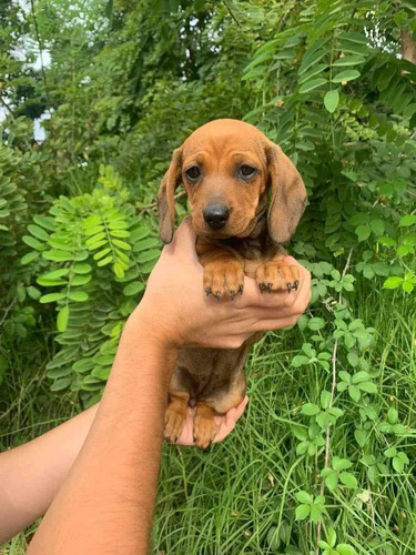 Cachorros Salchicha De Calidad