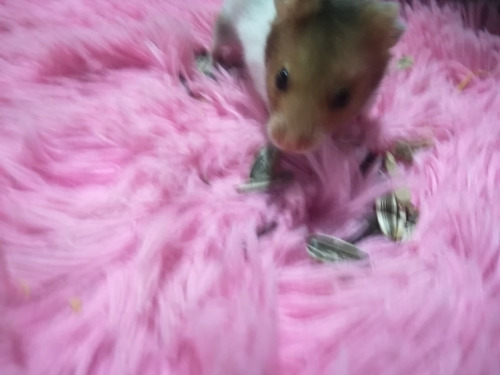 Hamster Sirios