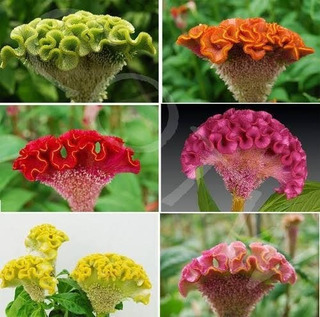 Semilla Flor De Terciopelo | MercadoLibre ???? Semilla Flor De Terciopelo | MercadoLibre ????