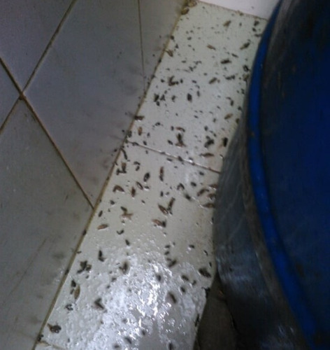Imagen 2 de 9 de Fumigación Y Control De Plagas