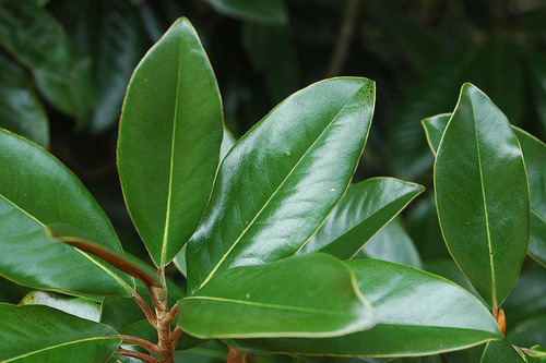 Hojas De Magnolia Frescas 500gr. Orgánicas, Listas Para Té | Meses sin  intereses