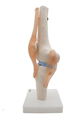 Modelo Anatómico De Articulación De Rodilla Con Ligamentos,