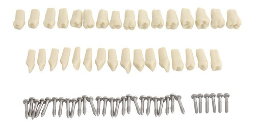 Frasaco Modelo Dental Tipodental Encía Suave 32 Jgo Dientes