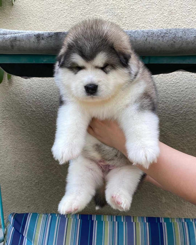 Alaska Malamute Cachorros