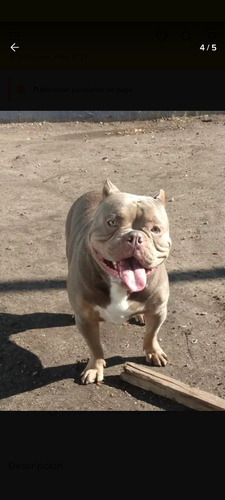 American Bully Pocket ( Macho) Servicio) Consultar