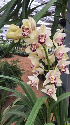 Orquidea Blanca Cymbidium Es Planta Adulta, Con Flores | Envío gratis
