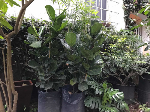 Ficus Pandurata