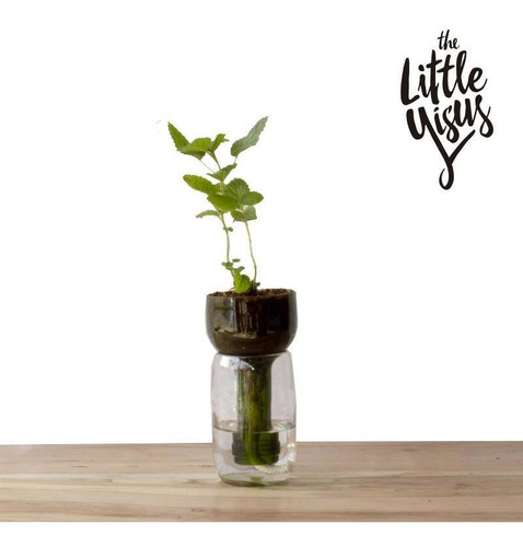 Imagen 2 de 4 de Hierbas Little Plant 15, Maceta Autorregante