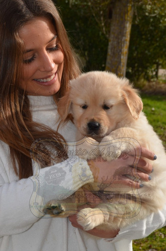 Criadero Estancia Del Mar. Garantizamos Golden Retriever San