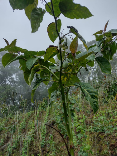 Finca Productiva Fusagasugá