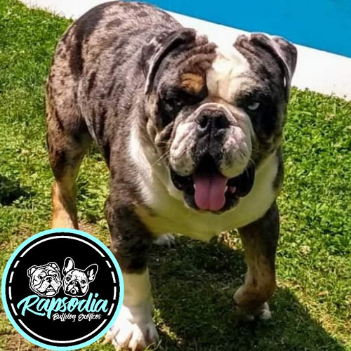 Bulldog Inglés Exótico Black Tri Merle Servicio De Stud