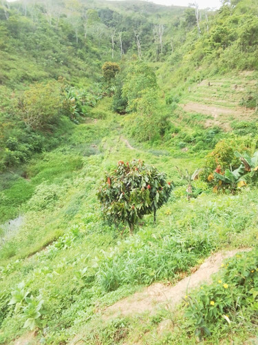 Imagen 3 de 17 de Finca En Venta Excelente Ubicación Miranda-carabobo