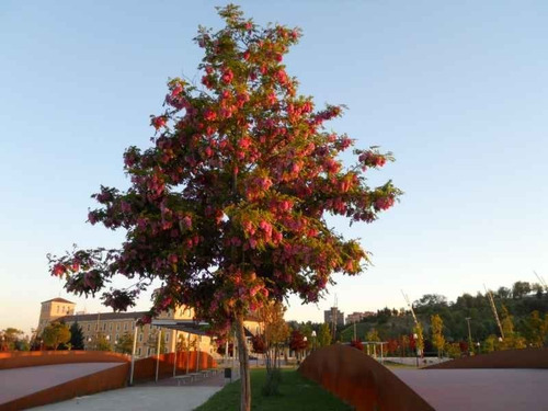 Imagen 3 de 6 de Robinia Pseud.casque Rouge (robinia, Falsa Acacia) 15lts