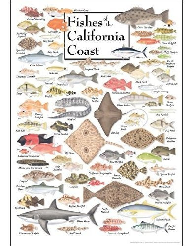 Pósteres Earth Sky + Water Poster - Fishes Of The California