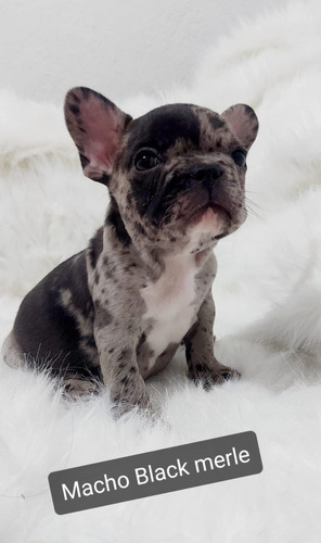 Imagen 4 de 6 de Bulldog Francés Colores Exóticos