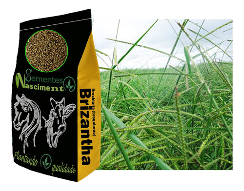 Sementes Brachiaria Brizantha Marandu 100kg