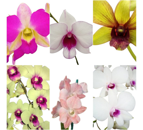 12 Mudas De Orquidea Denphal Lindas Frete Grátis