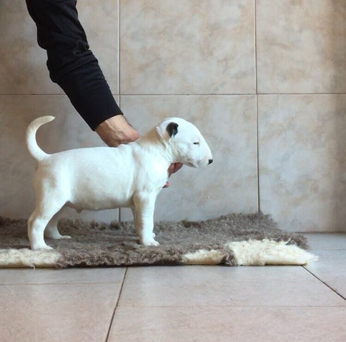 Bull Terrier - Lindos Filhotes