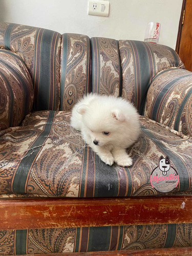Imagen 4 de 5 de Espectacular Cachorro Pomerania Mini Mascotas Rionegro