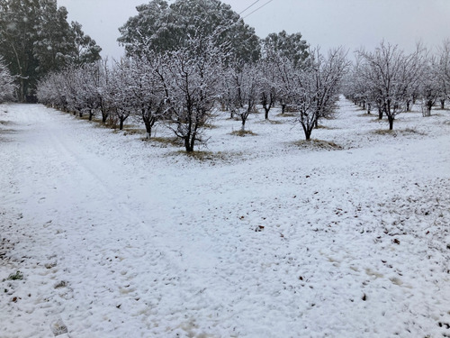 Finca Gral Alvear, 71 Hcts,en Producción Y Con Equipamiento.