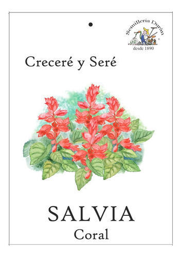 Semillas De Salvia Coral