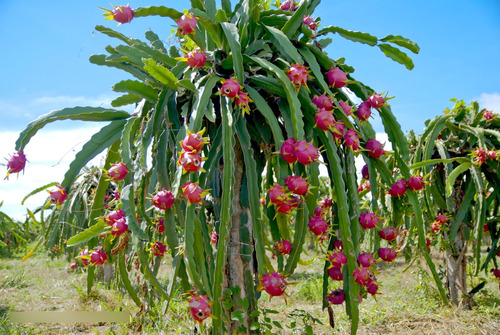 Árbol De Pitaya Roja ( Stenocereus ) Más Semillas 