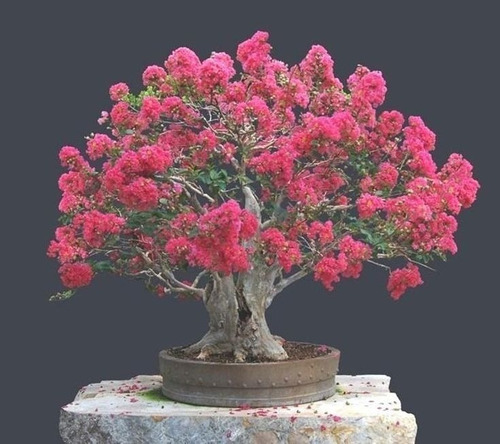 Pack 50 Semillas Árbol De Júpiter Crepe Myrtle Ornamental :)