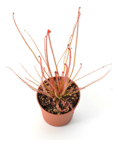Plantas Carnívoras: Drosera Filiformis Red