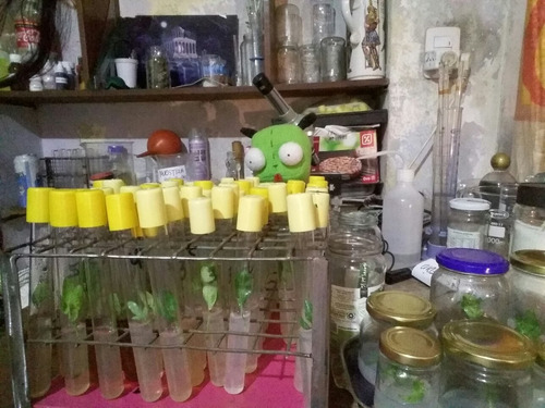 Clonacion Plantas Micropropagacion A Pedido Cultivo In Vitro