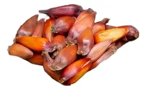 Comprar Piñones . 50 Semillas Araucaria Angustifolia. Pino Parana
