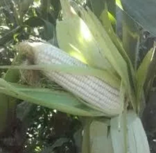 Semilla De Maíz Elotero 7573 Asgrow 1 Kg Agranel/tratamiento