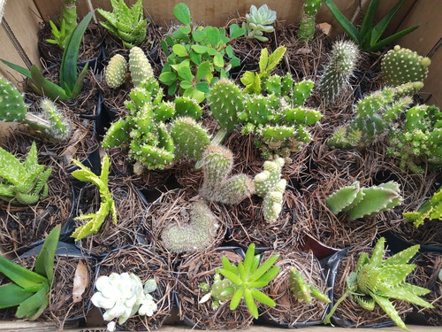 Imagen 5 de 10 de Suculentas Y Cactus 30pz. Más Costo De Envío.