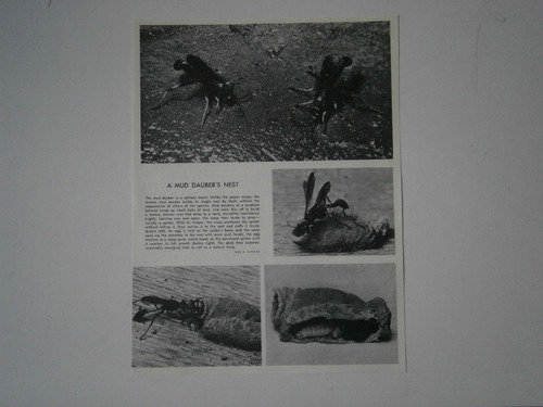 A Mud Dauber's Nest . 18,3 X 24,2 - Impreso En 1966 . Wasp