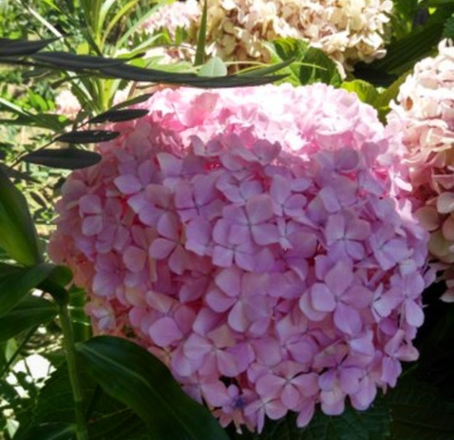 Hortensia Celeste O Rosa , Mac 3 Lts